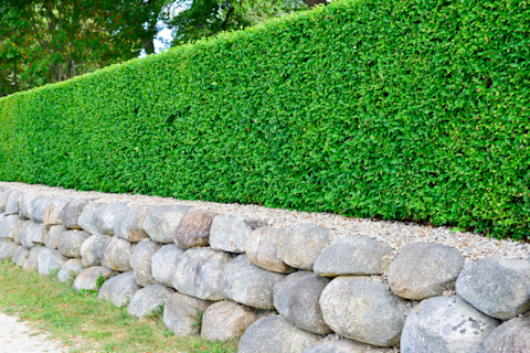 hedge a lawn 2
