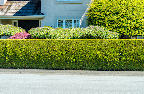 trimmed-hedge-for-privacy