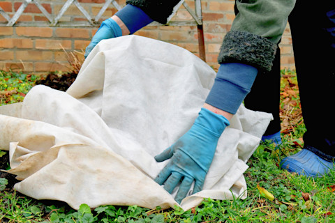 This image shows a person covering rose bushes with protective fabric in a winter garden, shielding them from frost and cold weather.
