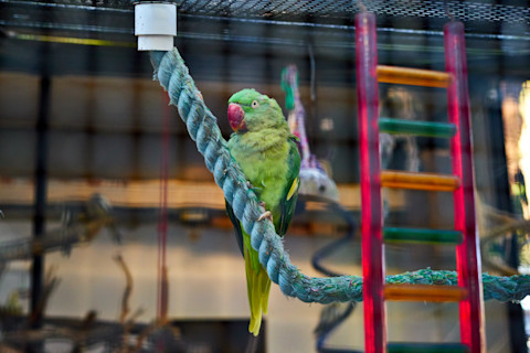 A green parrot perched on a blue rope in a bird aviary