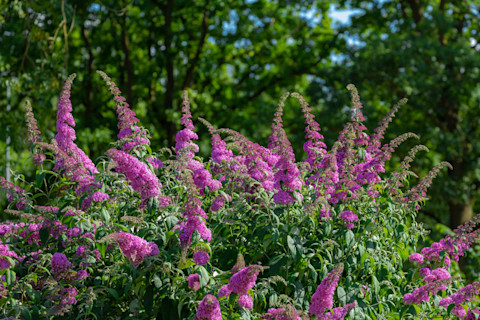 violet-buddleia-flowers