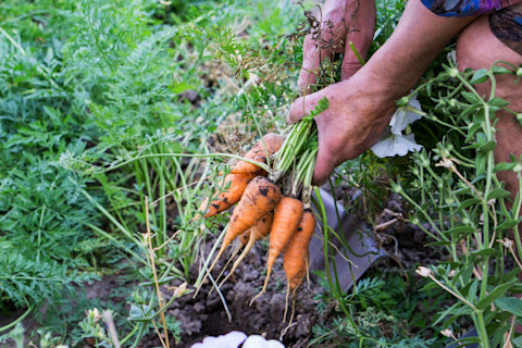 Growing own veg 4