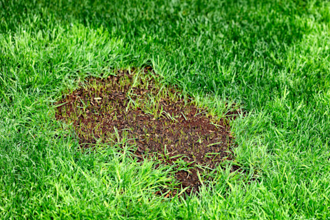 lawn-needing-reseeding