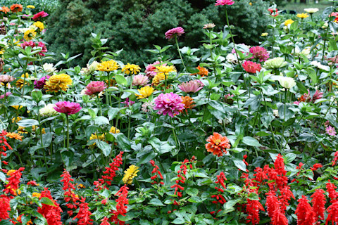 flowerbed-on-cloudy-day