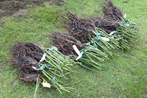 Bare root planting 3