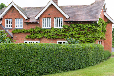 A large, red brick house with white-rimmed windows and trailing plants growing up the wall sits behind a tall, well trimmed green hedge, set back from the road by an expanse of grass.