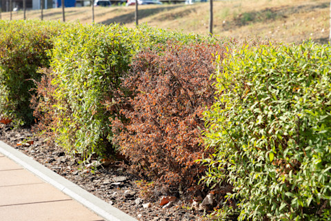 Privet Hedge Dying