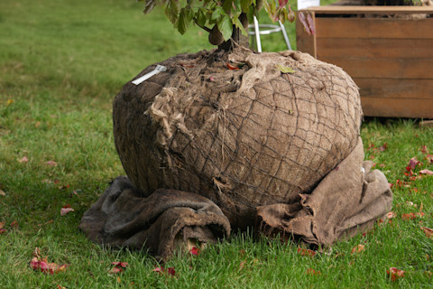 Tree transplant 1