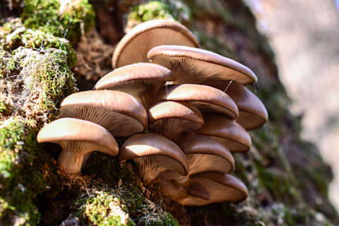 fungus on trees 2