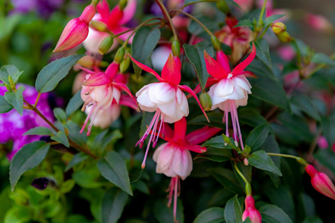 Gardening in June 2
