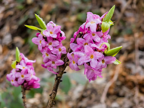 All year round plants 3