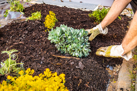 mulching 2