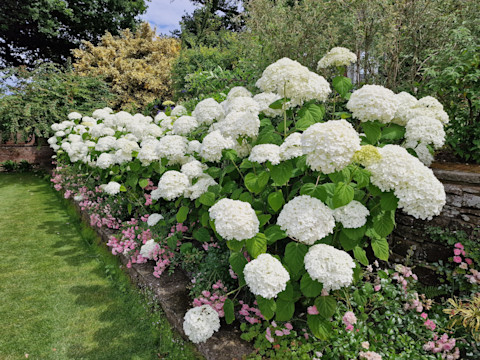 white-hydrangeas