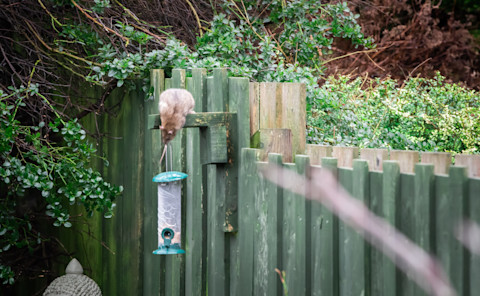  This image shows a brown rat balancing on the top of a bird feeder containing seeds attempting to reach the food.