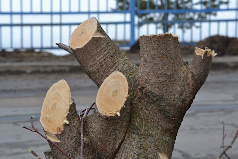 When to cut trees back 04