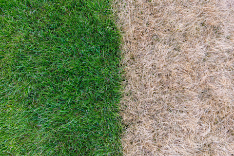 A comparison between a dead, yellow lawn on the right side and a lush green lawn on the left