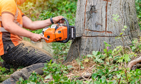 How Much Does a Tree Surgeon Cost in 2026? - MyBuilder