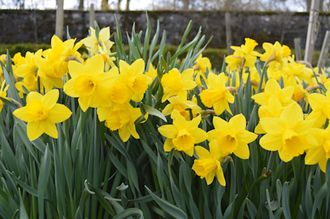 Garden in spring 2