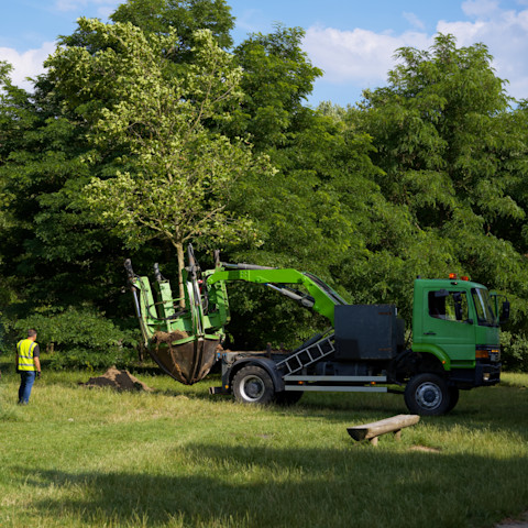 Tree transplant 2