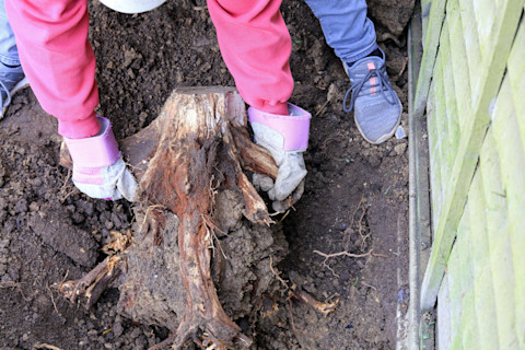 kill a tree stump 2 (1)