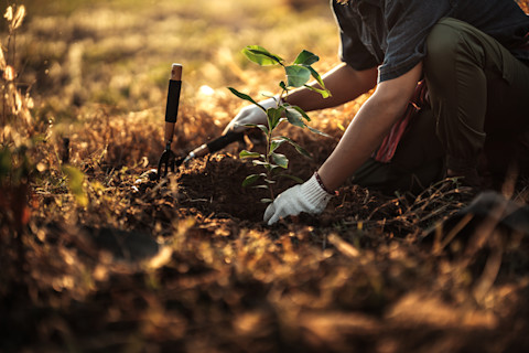 tree-planting