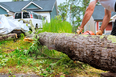 Tree removal 1