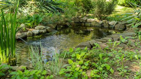 rasied pond 2