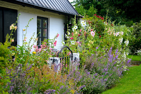 Low maintenance garden 2