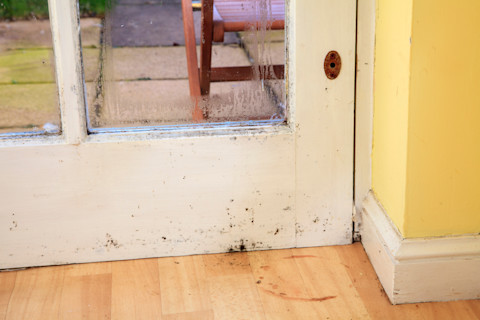 Mold on wood on the floor and on the white wooden door.