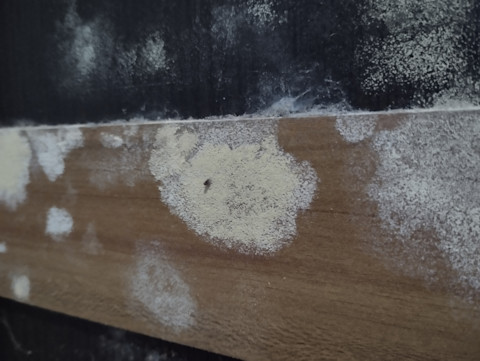 Mould on wood 3