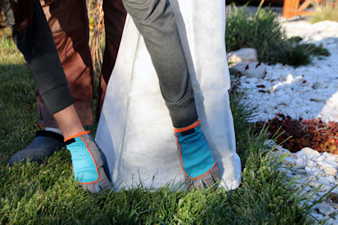 Covering a plant to protect from winter weather