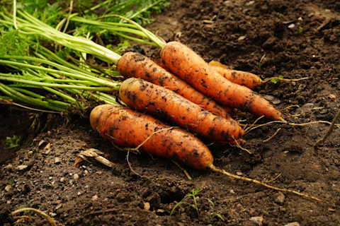 fresh-carrots