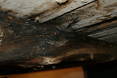 wet rot