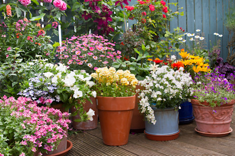Patio plants 2