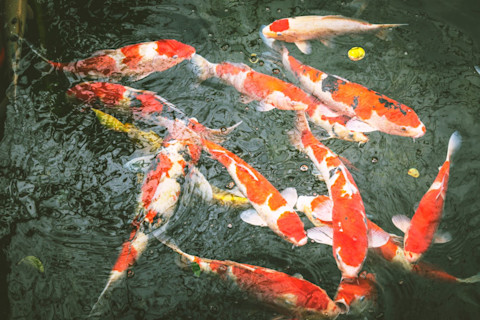 Drain a pond 3
