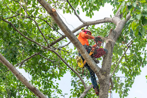 When to cut trees back 02