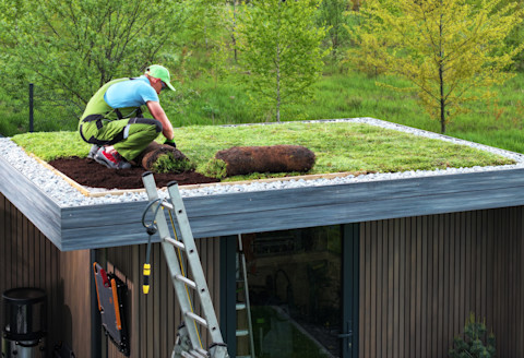 Man installing a green roof.