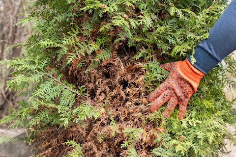 Pivet hedge dying 2