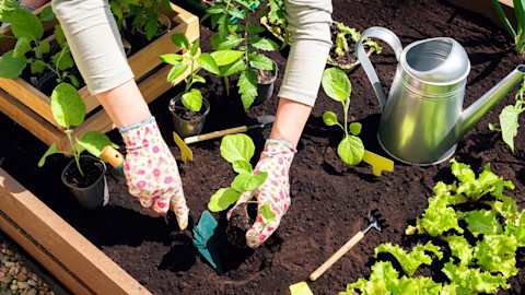 This image shows a close-up of hands transplanting young vegetable seedlings into rich black soil in a garden bed.