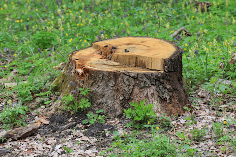 tree-stump