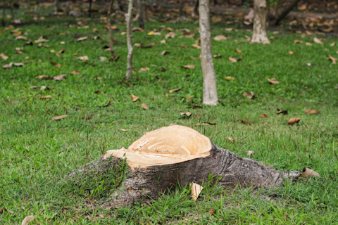 Tree stump in green grass in a garden, surrounded by scattered yellow leaves.
