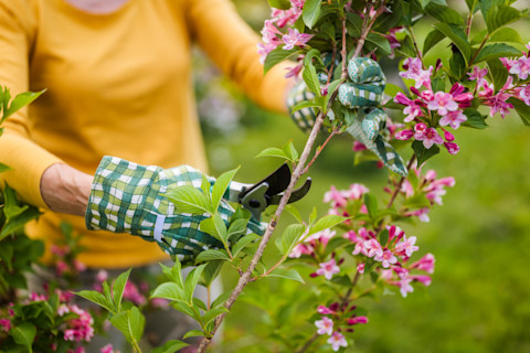 senior-woman-pruning