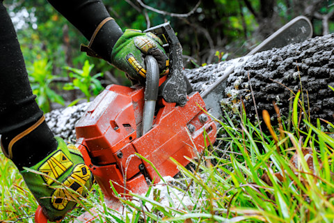 A professional is felling a tree