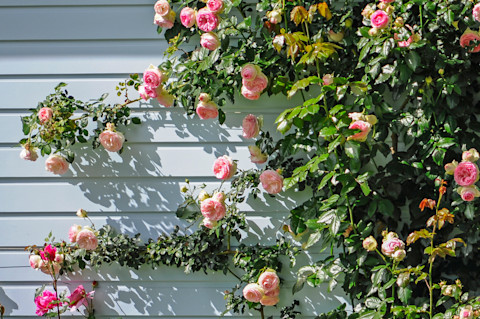 climbing-roses