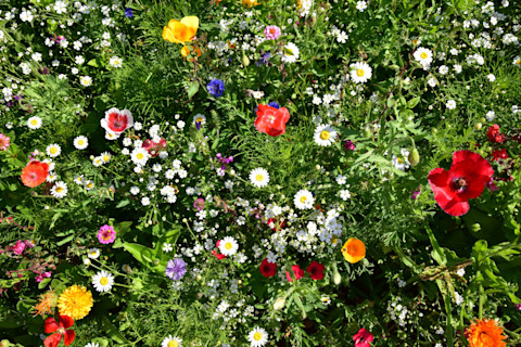 A close up of a flower bed full of colourful, fully grown flowers, lit up by summer sun. Flowers growing include poppies, daisies, and buttercups, with splashes of oranges, reds, yellows, pinks, and white against the green background of their stems and other plant life.