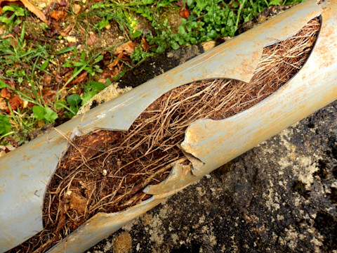 Roots in Drain Pipes