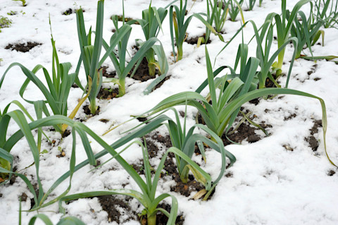 Plants in snow