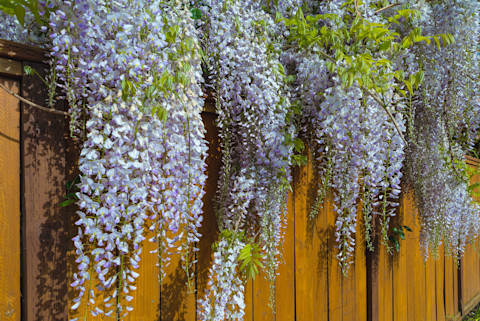 Garden Fence Ideas 6 (1)