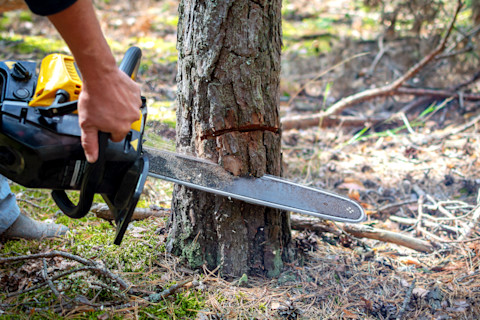 sawing-young-tree