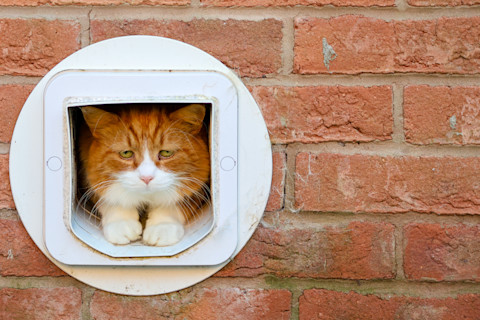 Cat flap cost 1
